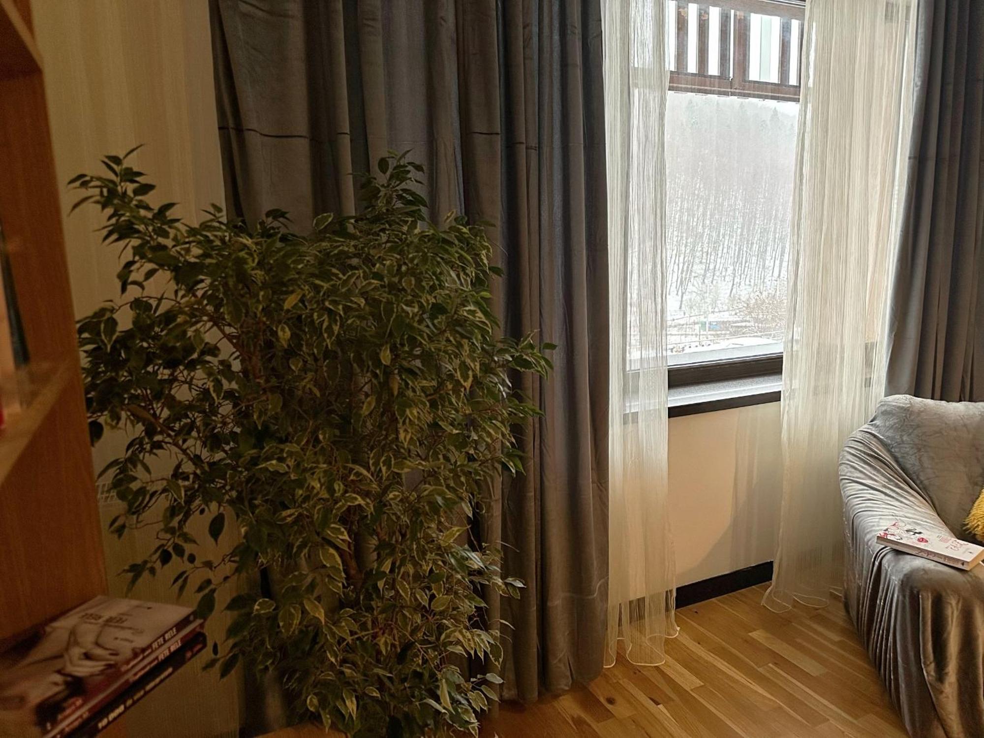 Apartament “La Iepure” Braşov Eksteriør bilde
